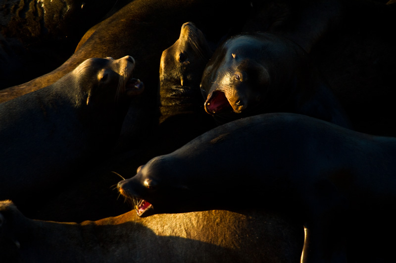 California Sea Lions